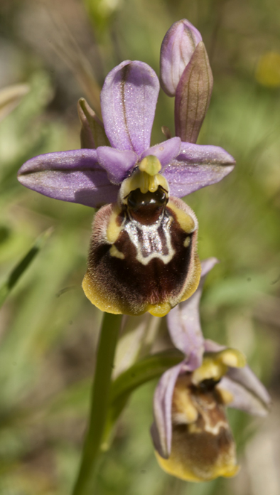 Variabilit in Op Gracilis in Lucania